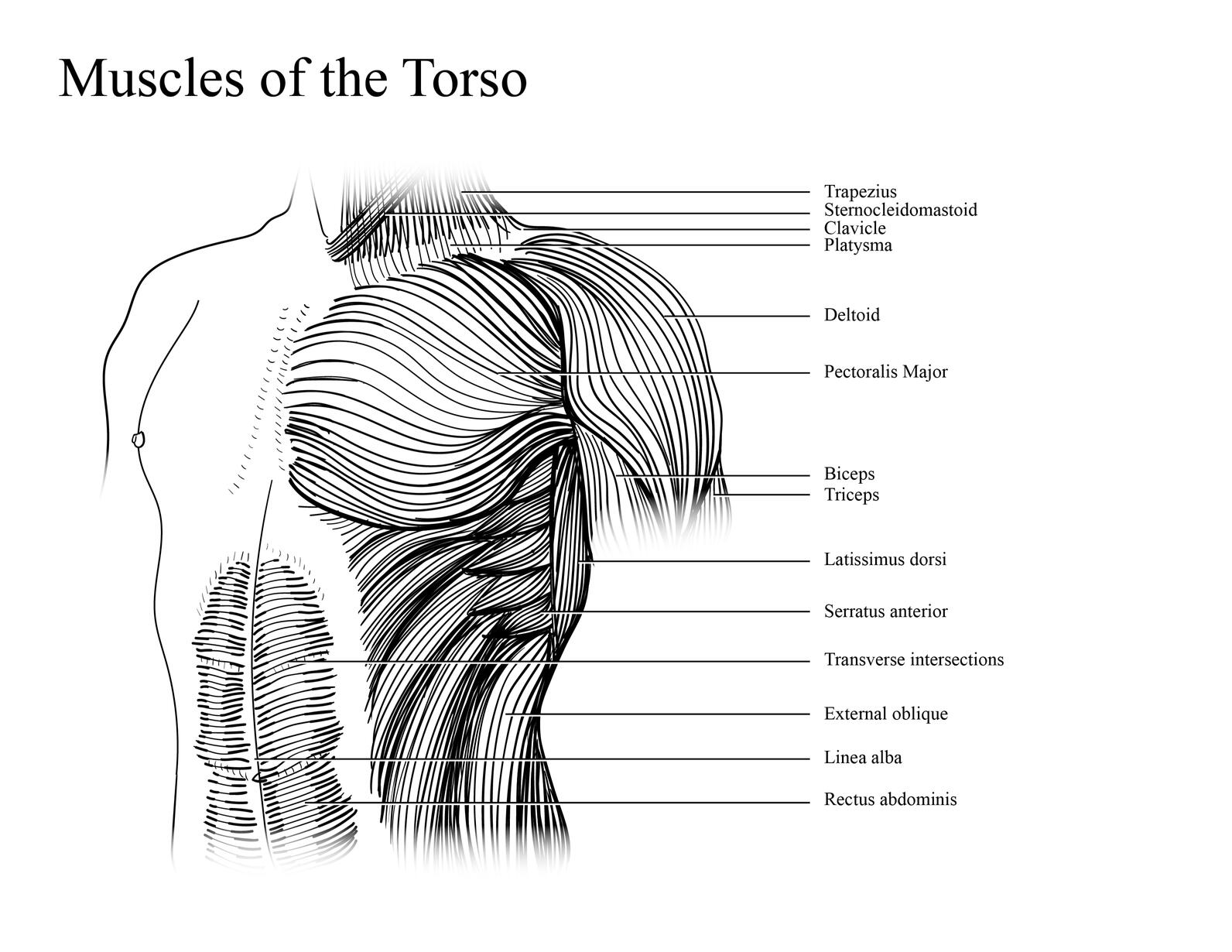 Muscles of the Torso