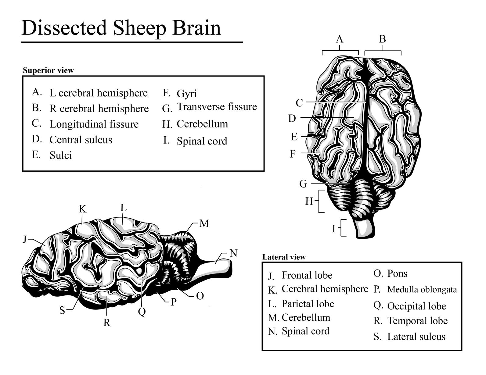Dissected Sheep Brain